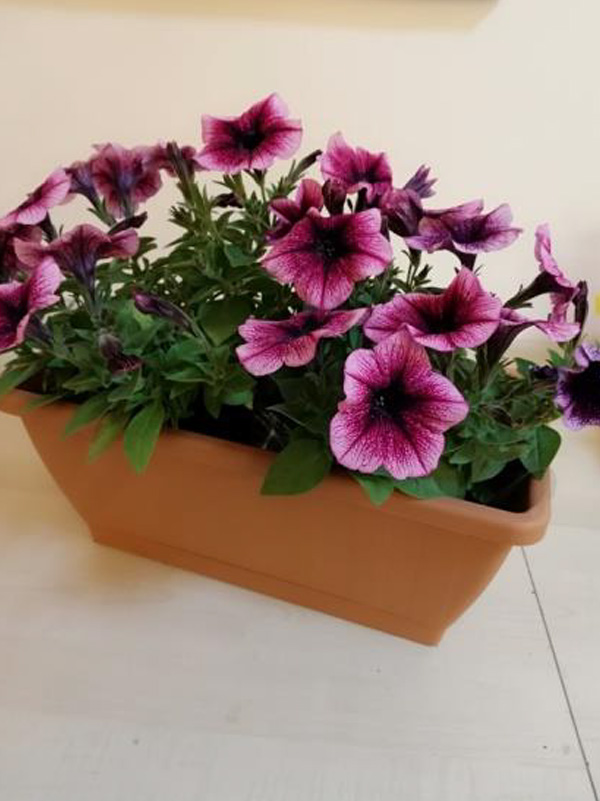 Vaschetta-Surfinia-40-cm